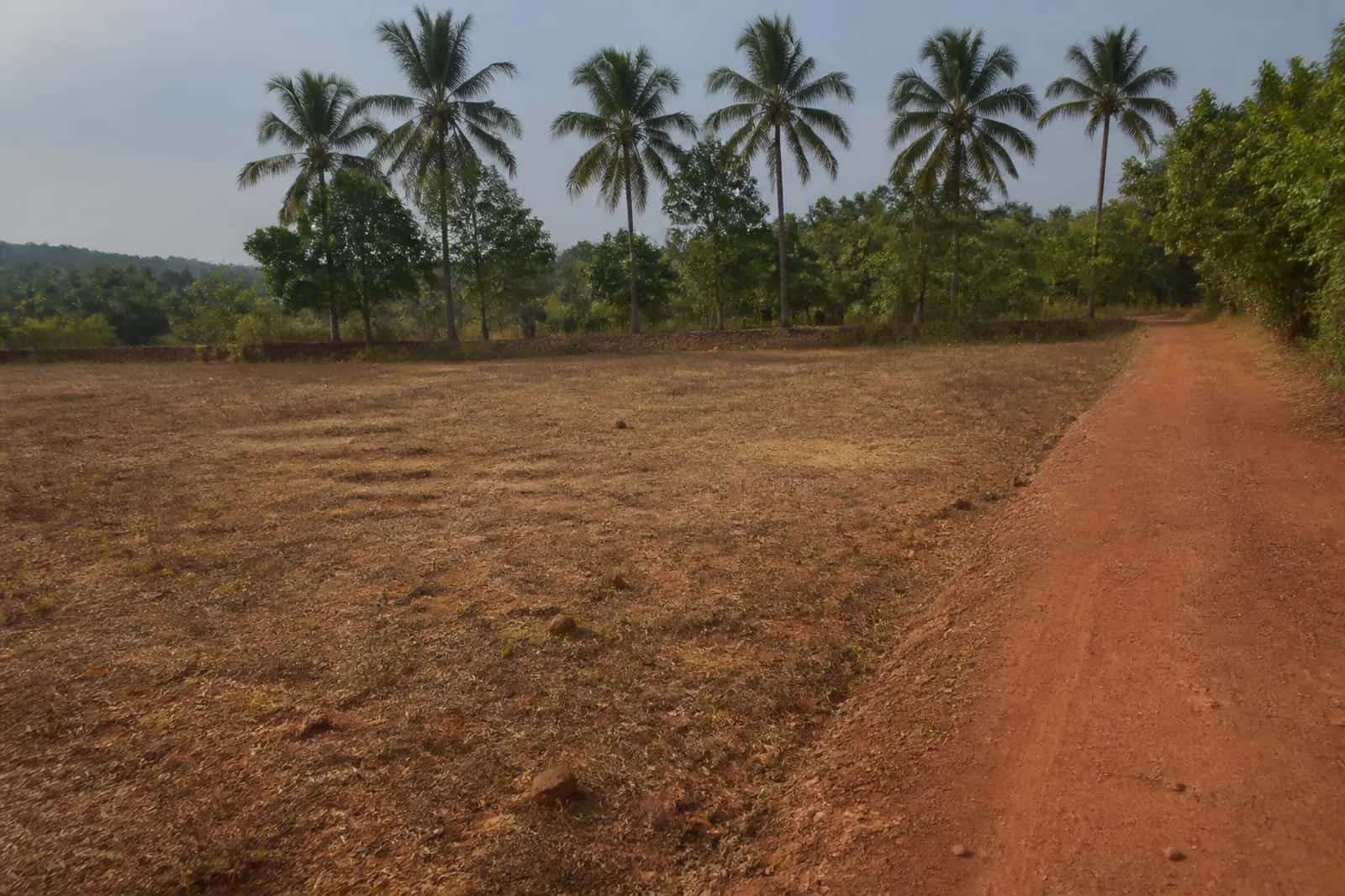 Indicative North Goa land — laterite track, open plot and coconut palms. Site photography available on request.