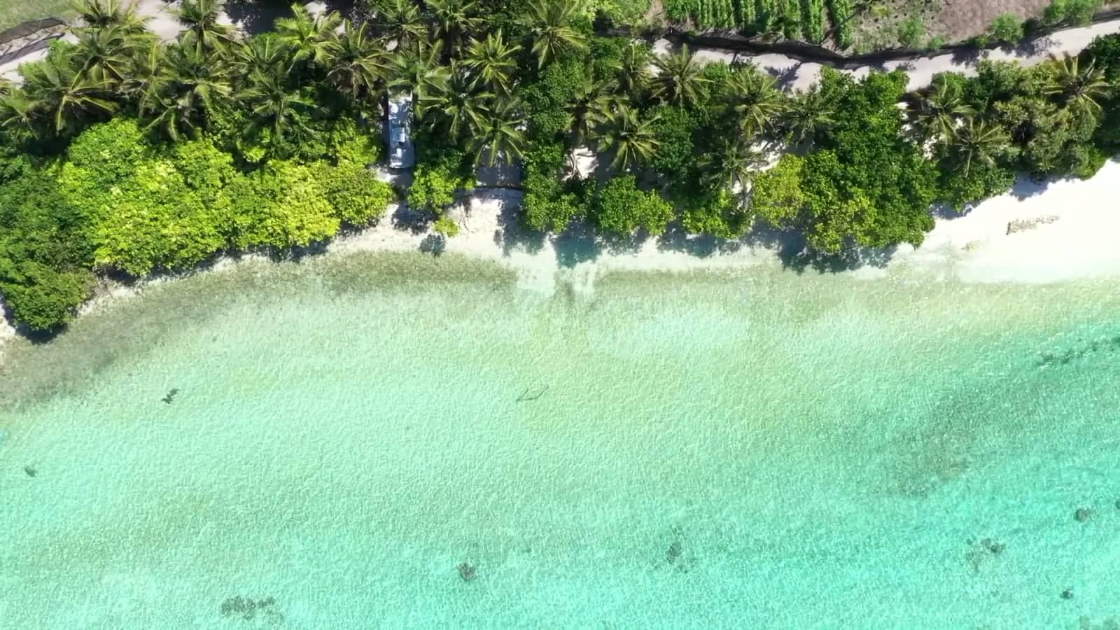 Aerial view of a palm-lined coastline and clear water